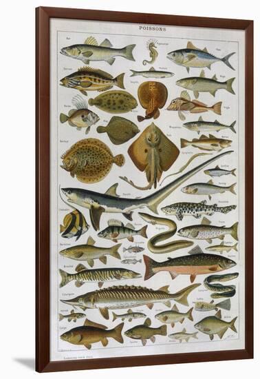 An Assortment of Fish-null-Framed Photographic Print