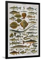 An Assortment of Fish-null-Framed Photographic Print