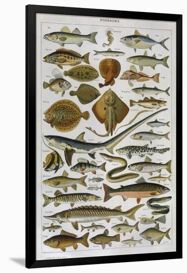 An Assortment of Fish-null-Framed Photographic Print