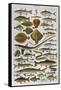 An Assortment of Fish-null-Framed Stretched Canvas