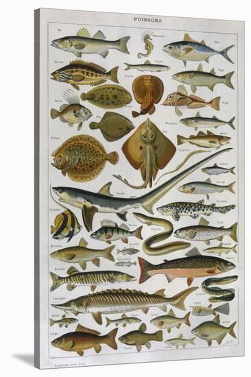 An Assortment of Fish-null-Stretched Canvas