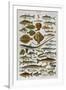 An Assortment of Fish-null-Framed Premium Photographic Print