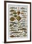 An Assortment of Fish-null-Framed Premium Photographic Print