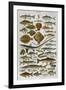 An Assortment of Fish-null-Framed Premium Photographic Print