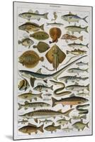 An Assortment of Fish-null-Mounted Premium Photographic Print