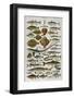 An Assortment of Fish-null-Framed Photographic Print
