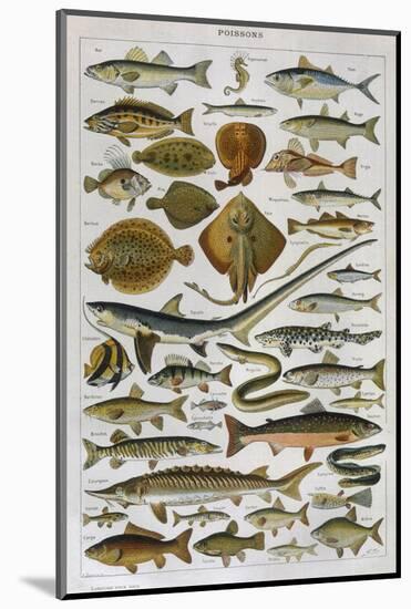 An Assortment of Fish-null-Mounted Photographic Print