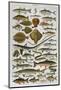 An Assortment of Fish-null-Mounted Photographic Print