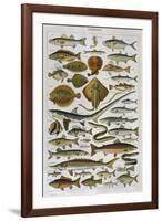 An Assortment of Fish-null-Framed Photographic Print