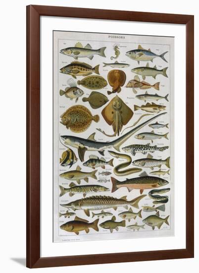 An Assortment of Fish-null-Framed Photographic Print