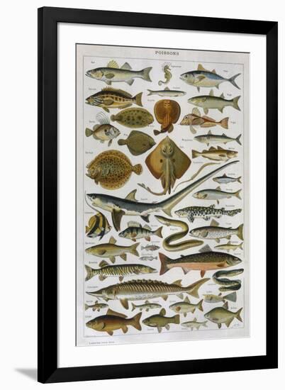 An Assortment of Fish-null-Framed Photographic Print