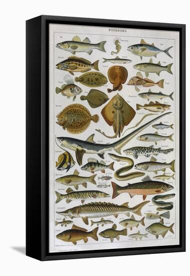 An Assortment of Fish-null-Framed Stretched Canvas