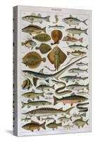 An Assortment of Fish-null-Stretched Canvas