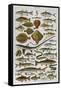 An Assortment of Fish-null-Framed Stretched Canvas