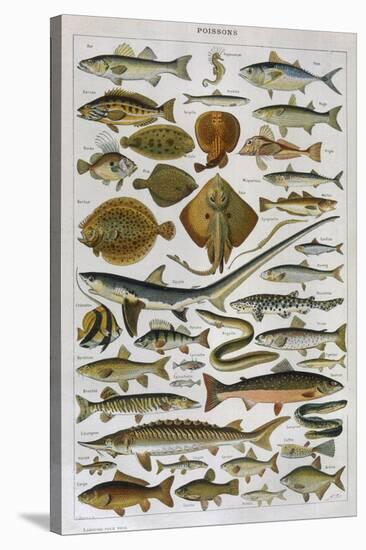 An Assortment of Fish-null-Stretched Canvas