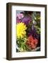 An assortment of flowers-Luuk Geertsen-Framed Photo