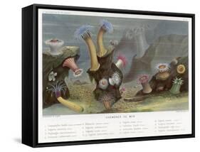 An Assortment of Sea Anemones-P. Lackerbauer-Framed Stretched Canvas