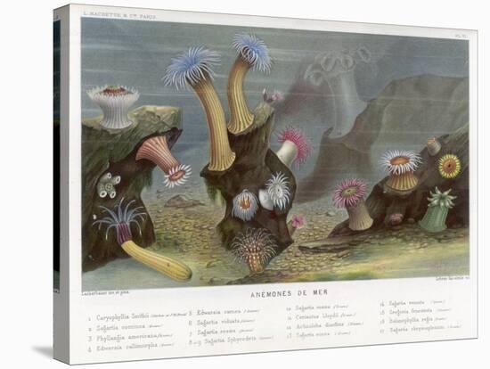 An Assortment of Sea Anemones-P. Lackerbauer-Stretched Canvas