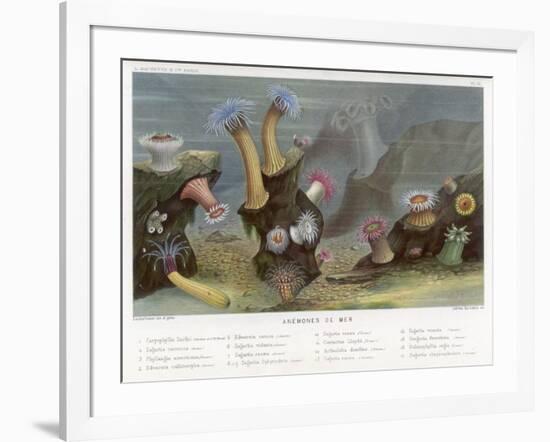 An Assortment of Sea Anemones-P. Lackerbauer-Framed Art Print