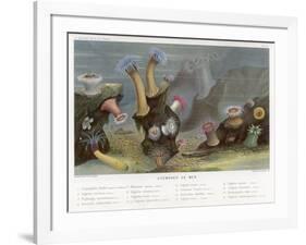 An Assortment of Sea Anemones-P. Lackerbauer-Framed Art Print