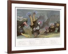 An Assortment of Sea Anemones-P. Lackerbauer-Framed Art Print