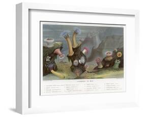 An Assortment of Sea Anemones-P. Lackerbauer-Framed Art Print