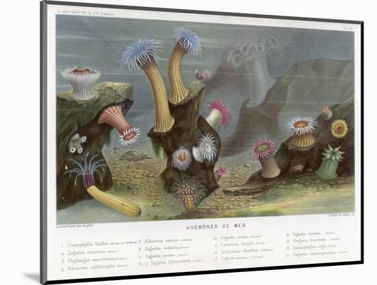 An Assortment of Sea Anemones-P. Lackerbauer-Mounted Art Print