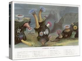 An Assortment of Sea Anemones-P. Lackerbauer-Stretched Canvas