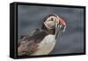 An Atlantic Puffin (Fratercula arctica), carrying sand eels, Staple Island, Farne Islands-Nigel Hicks-Framed Stretched Canvas