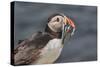 An Atlantic Puffin (Fratercula arctica), carrying sand eels, Staple Island, Farne Islands-Nigel Hicks-Stretched Canvas