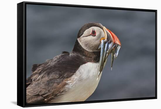 An Atlantic Puffin (Fratercula arctica), carrying sand eels, Staple Island, Farne Islands-Nigel Hicks-Framed Stretched Canvas