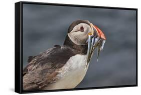 An Atlantic Puffin (Fratercula arctica), carrying sand eels, Staple Island, Farne Islands-Nigel Hicks-Framed Stretched Canvas