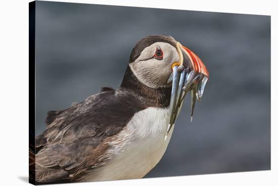 An Atlantic Puffin (Fratercula arctica), carrying sand eels, Staple Island, Farne Islands-Nigel Hicks-Stretched Canvas