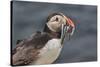 An Atlantic Puffin (Fratercula arctica), carrying sand eels, Staple Island, Farne Islands-Nigel Hicks-Stretched Canvas