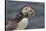 An Atlantic Puffin (Fratercula arctica), carrying sand eels, Staple Island, Farne Islands-Nigel Hicks-Stretched Canvas