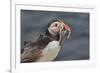 An Atlantic Puffin (Fratercula arctica), carrying sand eels, Staple Island, Farne Islands-Nigel Hicks-Framed Photographic Print