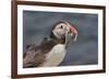 An Atlantic Puffin (Fratercula arctica), carrying sand eels, Staple Island, Farne Islands-Nigel Hicks-Framed Photographic Print