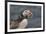 An Atlantic Puffin (Fratercula arctica), carrying sand eels, Staple Island, Farne Islands-Nigel Hicks-Framed Photographic Print