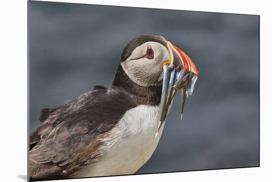 An Atlantic Puffin (Fratercula arctica), carrying sand eels, Staple Island, Farne Islands-Nigel Hicks-Mounted Photographic Print