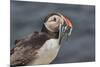 An Atlantic Puffin (Fratercula arctica), carrying sand eels, Staple Island, Farne Islands-Nigel Hicks-Mounted Photographic Print