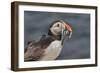 An Atlantic Puffin (Fratercula arctica), carrying sand eels, Staple Island, Farne Islands-Nigel Hicks-Framed Photographic Print