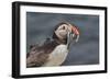 An Atlantic Puffin (Fratercula arctica), carrying sand eels, Staple Island, Farne Islands-Nigel Hicks-Framed Photographic Print