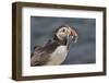 An Atlantic Puffin (Fratercula arctica), carrying sand eels, Staple Island, Farne Islands-Nigel Hicks-Framed Photographic Print