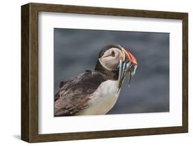 An Atlantic Puffin (Fratercula arctica), carrying sand eels, Staple Island, Farne Islands-Nigel Hicks-Framed Photographic Print