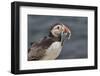 An Atlantic Puffin (Fratercula arctica), carrying sand eels, Staple Island, Farne Islands-Nigel Hicks-Framed Photographic Print