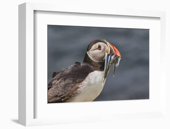 An Atlantic Puffin (Fratercula arctica), carrying sand eels, Staple Island, Farne Islands-Nigel Hicks-Framed Photographic Print