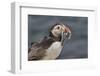 An Atlantic Puffin (Fratercula arctica), carrying sand eels, Staple Island, Farne Islands-Nigel Hicks-Framed Photographic Print