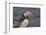 An Atlantic Puffin (Fratercula arctica), carrying sand eels, Staple Island, Farne Islands-Nigel Hicks-Framed Photographic Print