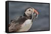 An Atlantic Puffin (Fratercula arctica), carrying sand eels, Staple Island, Farne Islands-Nigel Hicks-Framed Stretched Canvas