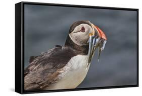 An Atlantic Puffin (Fratercula arctica), carrying sand eels, Staple Island, Farne Islands-Nigel Hicks-Framed Stretched Canvas